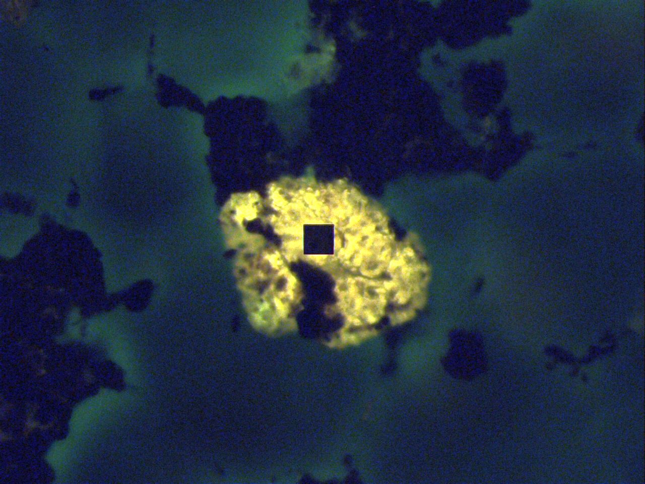 Fluorescence of vitrinite coal