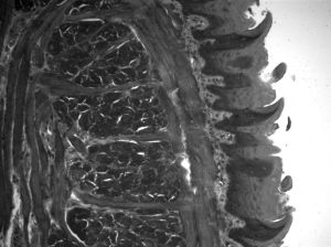 Section of mouse tongue imaged in transmitted ultraviolet light at 280 nm