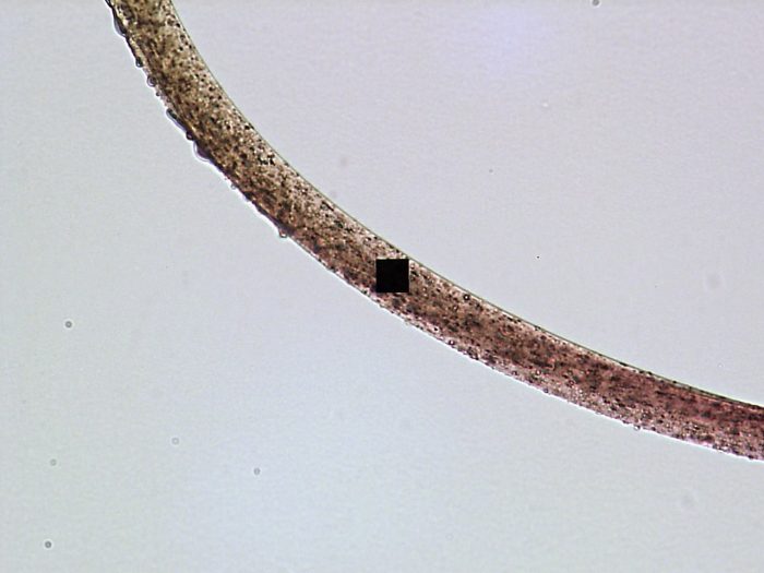 A single textile fibre in transmitted light, with the measuring aperture